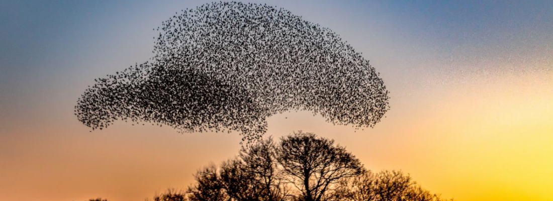 Zwerm vogels - headerfoto