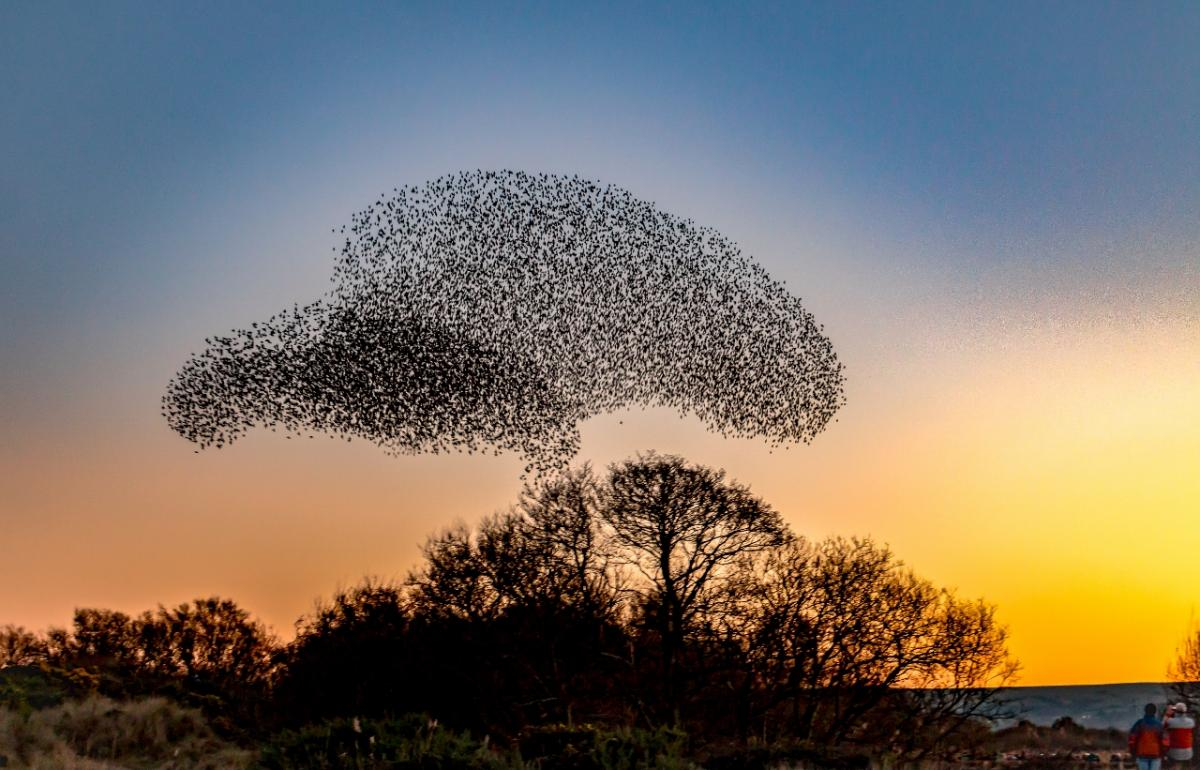 Zwerm vogels - headerfoto